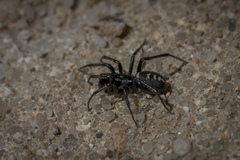 Steatoda ancorata