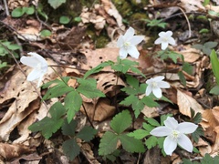 Anemonoides quinquefolia