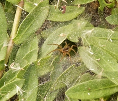 Diapontia uruguayensis