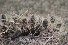 Opuntia × debreczyi