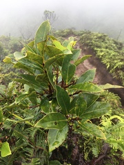 Wikstroemia oahuensis