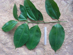 Miconia calvescens