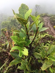 Wikstroemia oahuensis