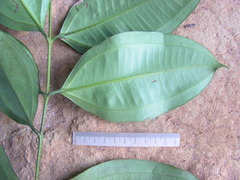 Miconia calvescens