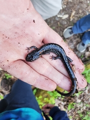 Plethodon glutinosus