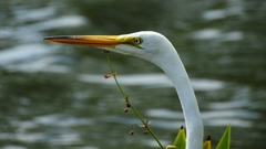 Ardea alba