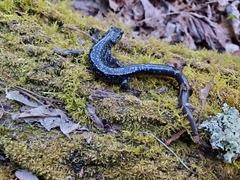 Plethodon glutinosus