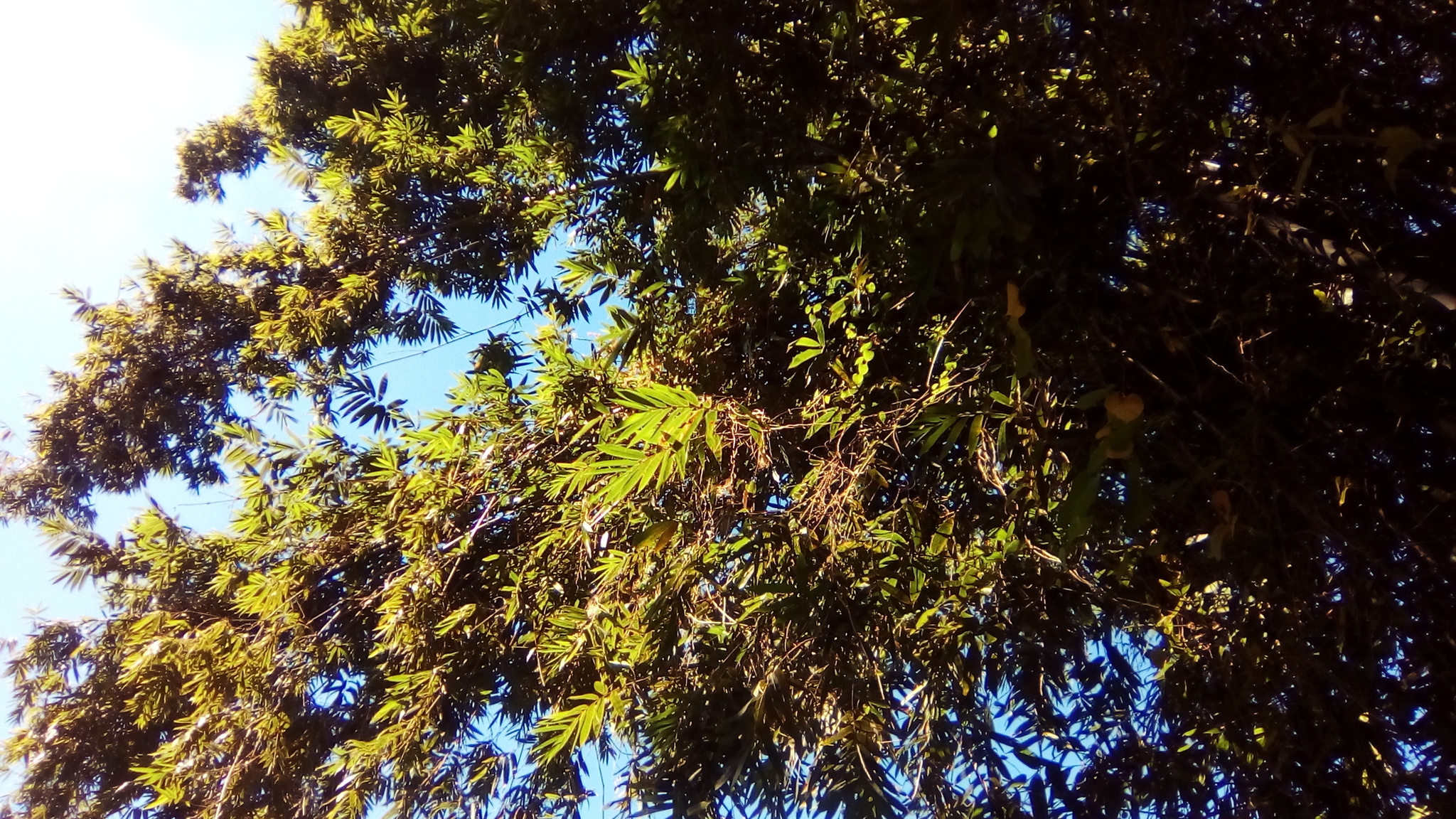 Guadua amplexifolia