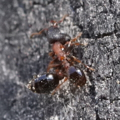 Leptothorax