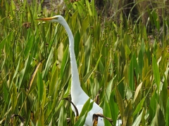 Ardea alba