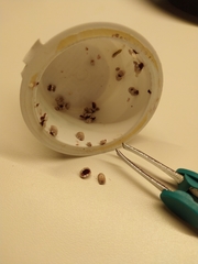 Ceroplastes floridensis