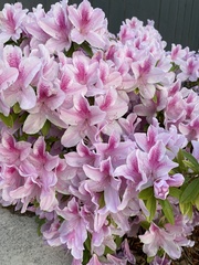 Rhododendron