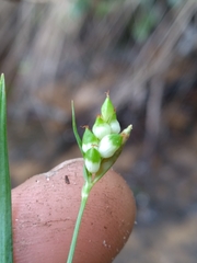 Carex abscondita