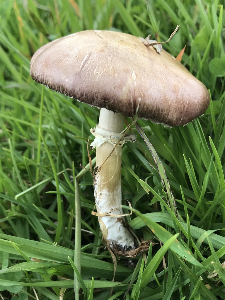 Stropharia rugosoannulata · April 2021 · photo: © nbareschu (iNaturalist, cc-by)