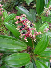 Miconia ciliata
