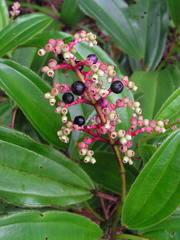 Miconia ciliata