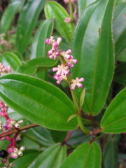 Miconia ciliata
