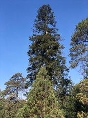 Abies religiosa