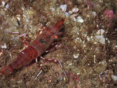 Rhynchocinetes serratus