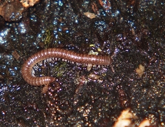 Cylindroiulus britannicus