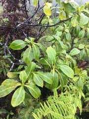 Psychotria mariniana