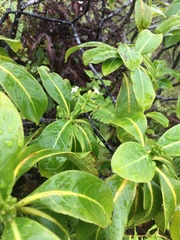 Psychotria mariniana