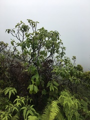 Psychotria mariniana