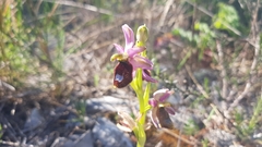 Ophrys bertolonii flavicans
