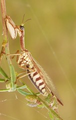 Paramantispa prolixa