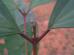 Miconia holosericea