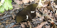 Papilio diophantus