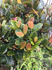 Syzygium sandwicense