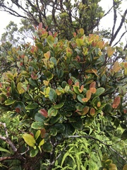 Syzygium sandwicense