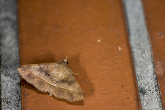Hypospila bolinoides