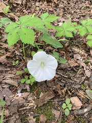 Calystegia catesbeiana