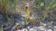 Ophrys bertolonii flavicans