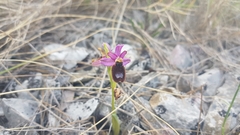 Ophrys bertolonii flavicans