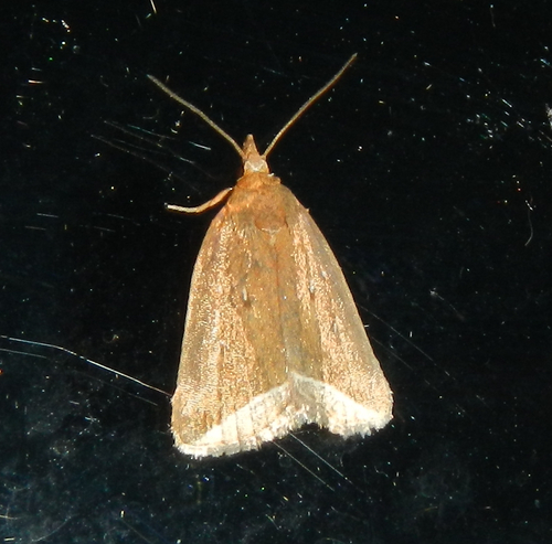 Curved Halter Moth photo 4