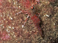 Rhynchocinetes serratus