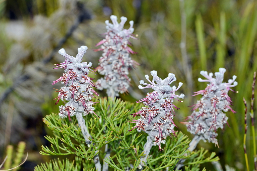 Overberg Sceptre