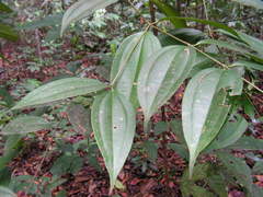 Miconia minutiflora