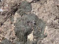 Pseudephebe pubescens