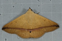 Armana nigraericta
