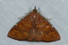 Attonda adspersa