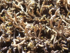 Selaginella wallacei