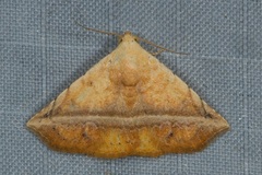 Eublemma crassiuscula