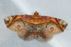 Eugnathia pulcherrima