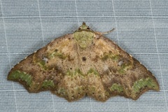 Laspeyria viridicincta