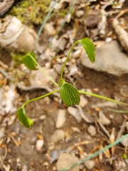 Dioscorea villosa