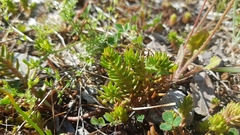 Petrosedum ochroleucum